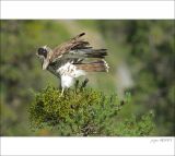 getphpbbimage.php?id=249311