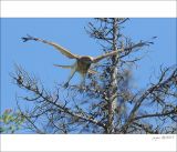 getphpbbimage.php?id=249312