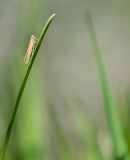 getphpbbimage.php?id=249334