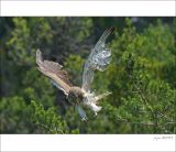 getphpbbimage.php?id=249412