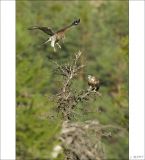 getphpbbimage.php?id=249413