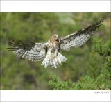 getphpbbimage.php?id=249414