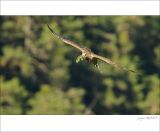 getphpbbimage.php?id=249415