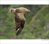 getphpbbimage.php?id=249416