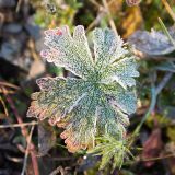 getphpbbimage.php?id=249629