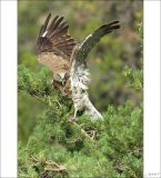 getphpbbimage.php?id=249650