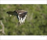 getphpbbimage.php?id=249651