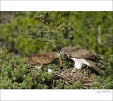 getphpbbimage.php?id=249652