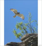 getphpbbimage.php?id=249654