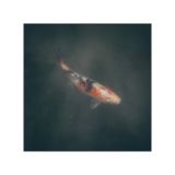 getphpbbimage.php?id=249759