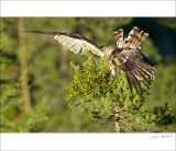 getphpbbimage.php?id=249918