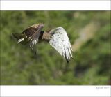 getphpbbimage.php?id=249919