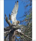 getphpbbimage.php?id=249920