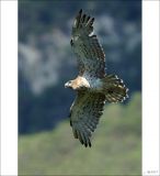 getphpbbimage.php?id=249921