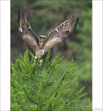 getphpbbimage.php?id=249922