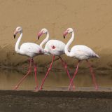 getphpbbimage.php?id=249936