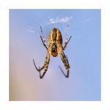 getphpbbimage.php?id=249984