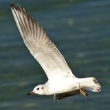 getphpbbimage.php?id=250263