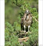 getphpbbimage.php?id=250333