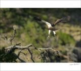 getphpbbimage.php?id=250334