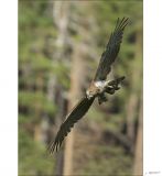 getphpbbimage.php?id=250335