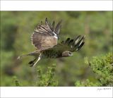 getphpbbimage.php?id=250336