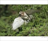 getphpbbimage.php?id=250337