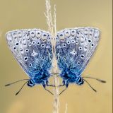 getphpbbimage.php?id=250360