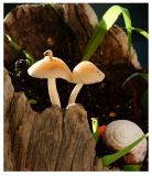 getphpbbimage.php?id=250393