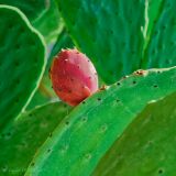 getphpbbimage.php?id=250479