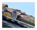 getphpbbimage.php?id=250526