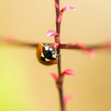 getphpbbimage.php?id=250602