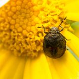 getphpbbimage.php?id=250608