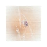 getphpbbimage.php?id=250609