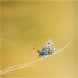 getphpbbimage.php?id=250612