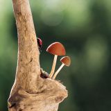 getphpbbimage.php?id=250741