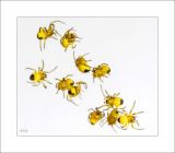 getphpbbimage.php?id=250888