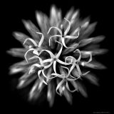 getphpbbimage.php?id=250893