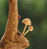 getphpbbimage.php?id=250965