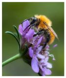 getphpbbimage.php?id=251031