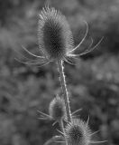 getphpbbimage.php?id=251032