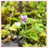 getphpbbimage.php?id=251188