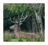 getphpbbimage.php?id=251196