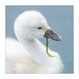 getphpbbimage.php?id=251200