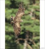 getphpbbimage.php?id=251231