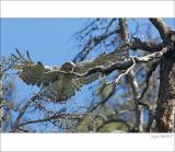 getphpbbimage.php?id=251232