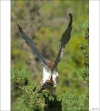 getphpbbimage.php?id=251234