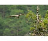 getphpbbimage.php?id=251235