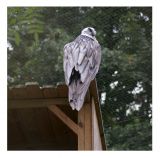 getphpbbimage.php?id=251336