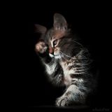 getphpbbimage.php?id=251465